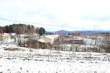 覆雪的玉米地 东北的村庄