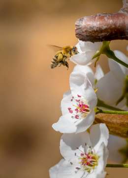 梨花与蜜蜂