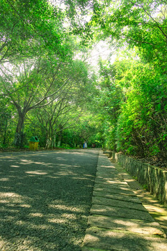 树林步道