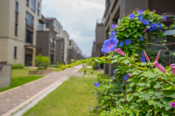 牵牛花