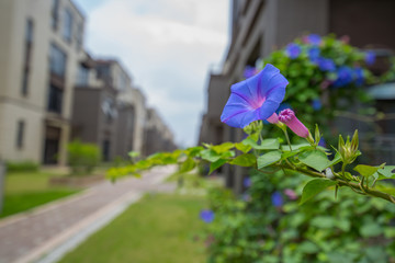 牵牛花