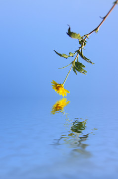 清新小花背景