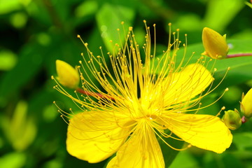 金丝桃花高清特写