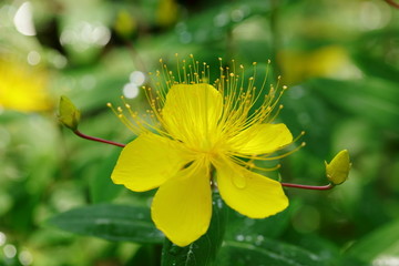 金丝桃花