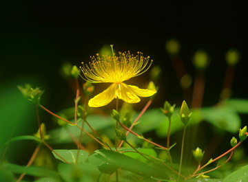 金丝桃花