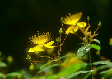 金丝桃花