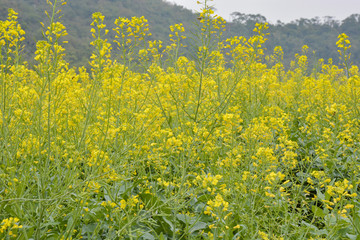 油菜花观赏区