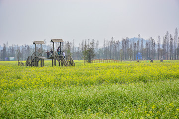 油菜花观赏区