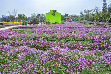 花海