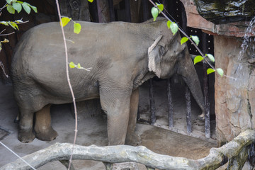 动物园里的大象