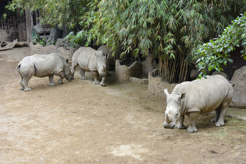 动物园里的犀牛