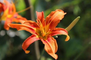 忘忧草 黄花菜 金针菜 柠檬萱