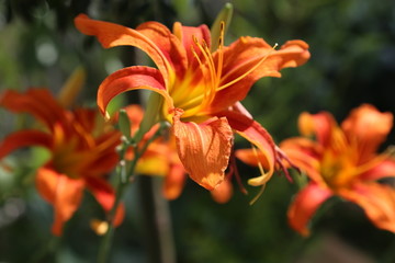 忘忧草 黄花菜 金针菜 柠檬萱