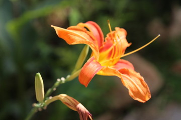 忘忧草 黄花菜 金针菜 柠檬萱