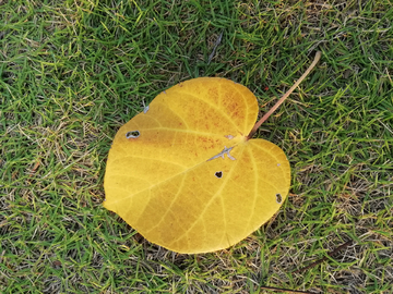 草地上的树叶落叶