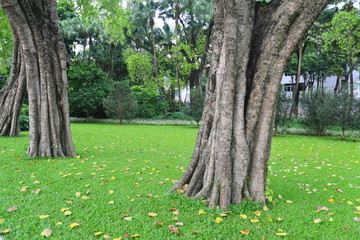绿草坪 树