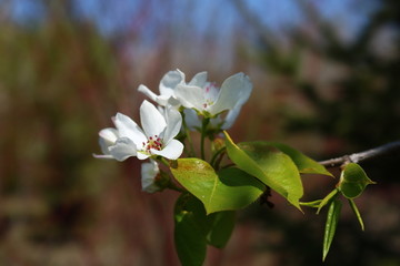 李子花