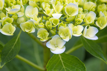 小清新 绿色背景 八仙花