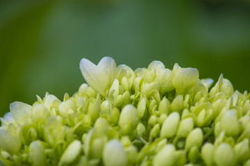 小清新 绿色背景 八仙花