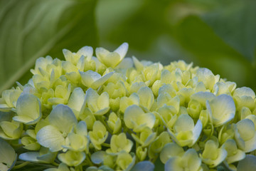 小清新 绿色背景 八仙花