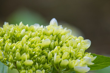 小清新 绿色背景 八仙花