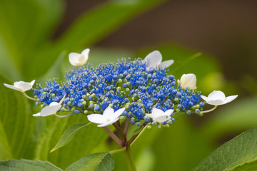 紫色八仙花