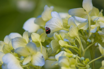 七星瓢虫 八仙花