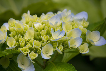 小清新 绿色背景 八仙花