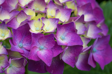 紫色八仙花