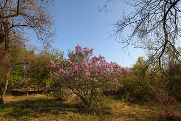 大庆 森林公园 丁香花