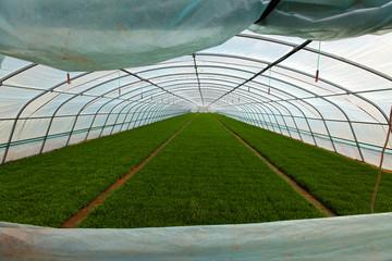 水稻苗 大棚 温室 培育秧苗