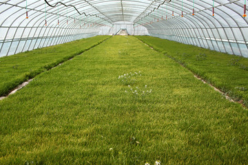 大棚 温室 培育秧苗