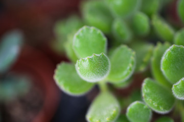 多肉植物