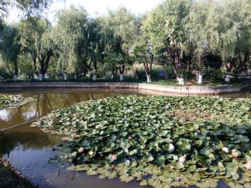 公园湖畔风景