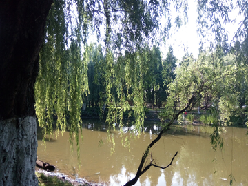 公园湖畔风景