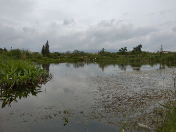 湿地湖畔风景