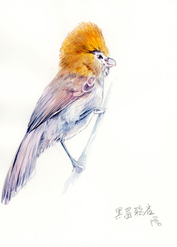 手繪鳥