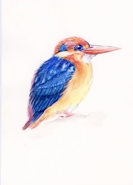 翠鳥插畫