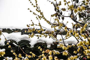 冬季下雪乌镇