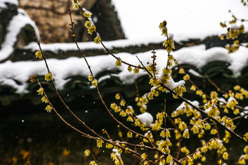 冬季下雪乌镇