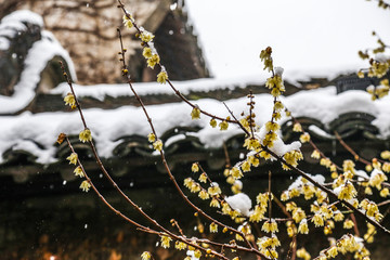 冬季下雪乌镇