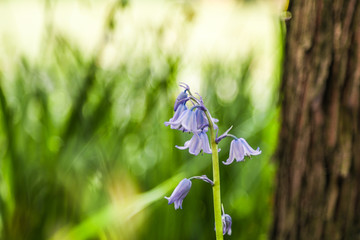 春季花卉