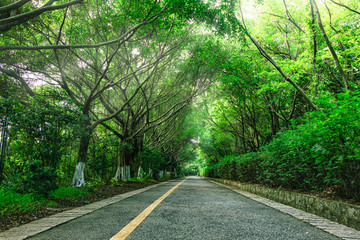 林荫小路 林间小道