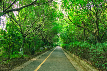 林荫小路 林间小道