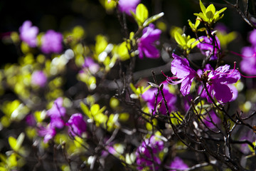 山野杜鹃花