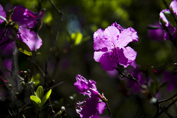 杜鹃花特写