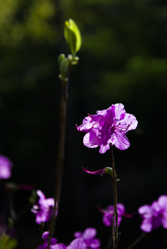 紫红色杜鹃
