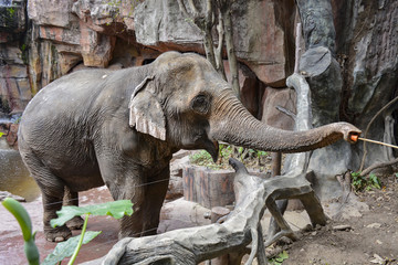 游客给大象喂食