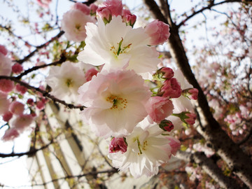 日本樱花