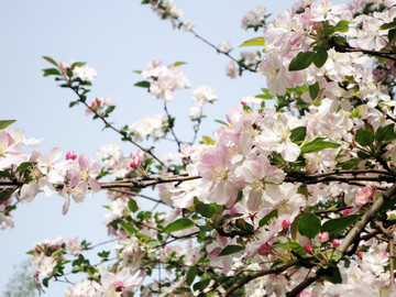 日本樱花